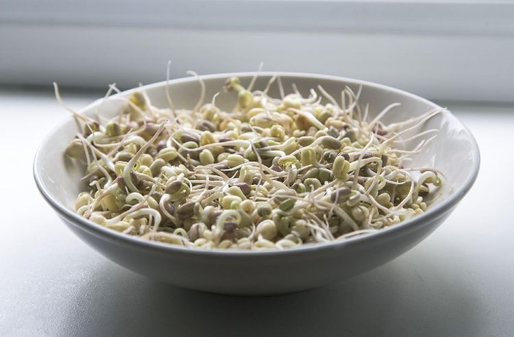 Can You Freeze Bean Sprouts?