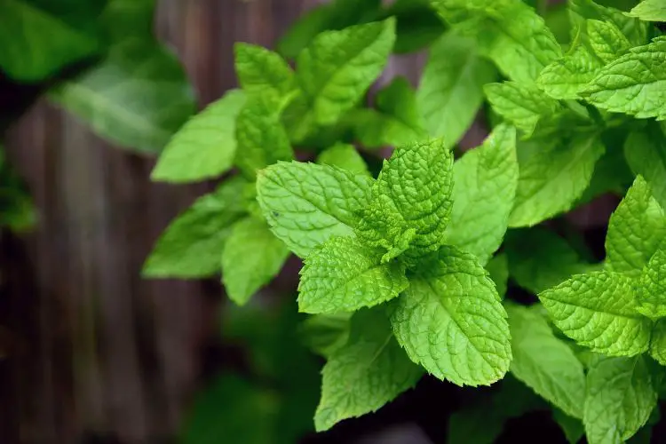 Can You Freeze Mint Leaves?