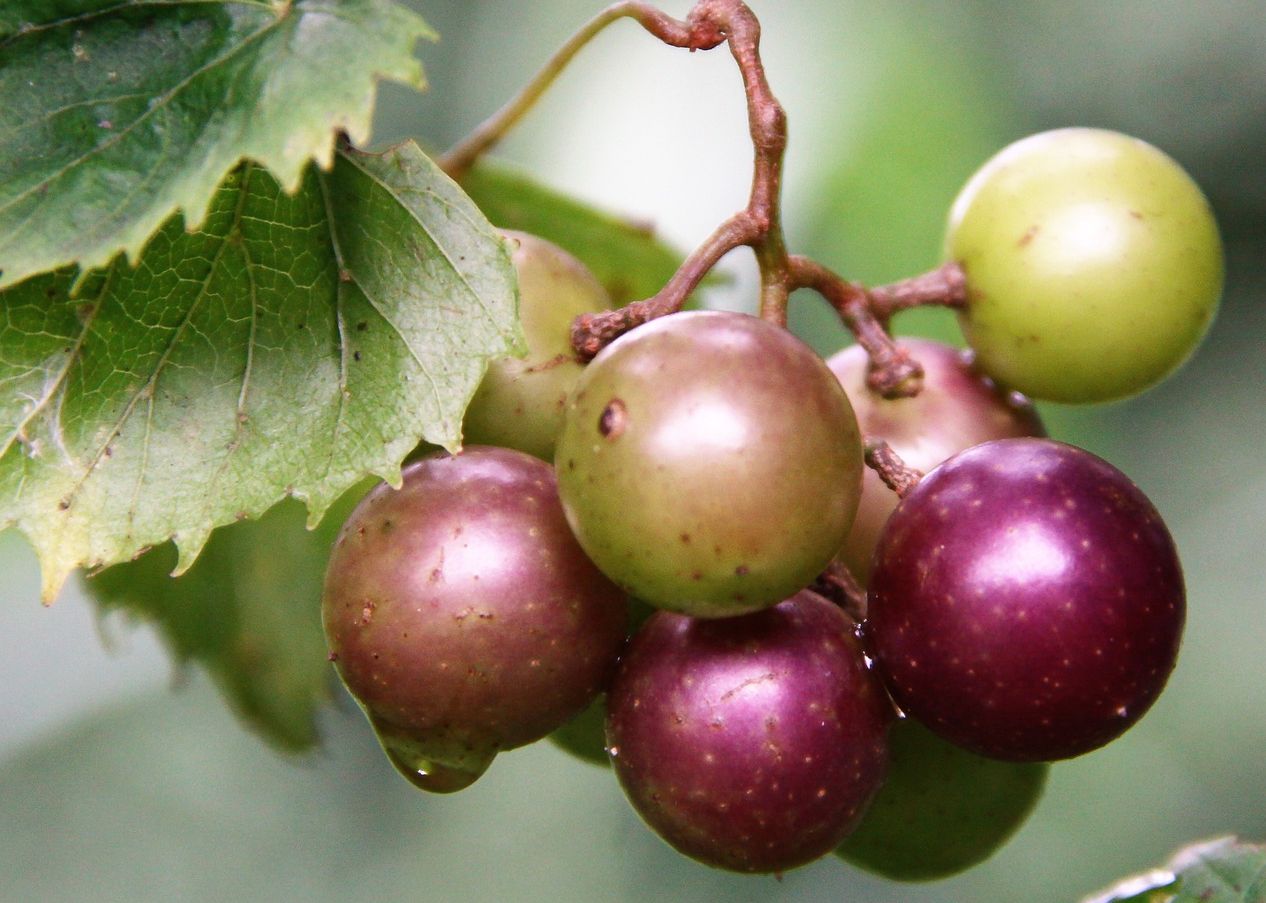 Can You Freeze Muscadines?