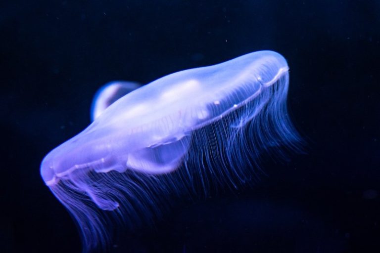 What Does Jellyfish Taste Like?