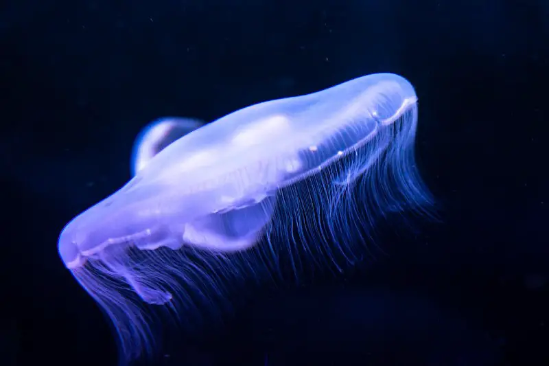 Jellyfish Taste