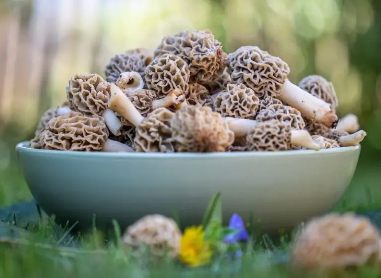 What Do Morel Mushrooms Taste Like?