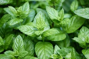 Mint vs Peppermint: What's The Difference and Why Does It Matter