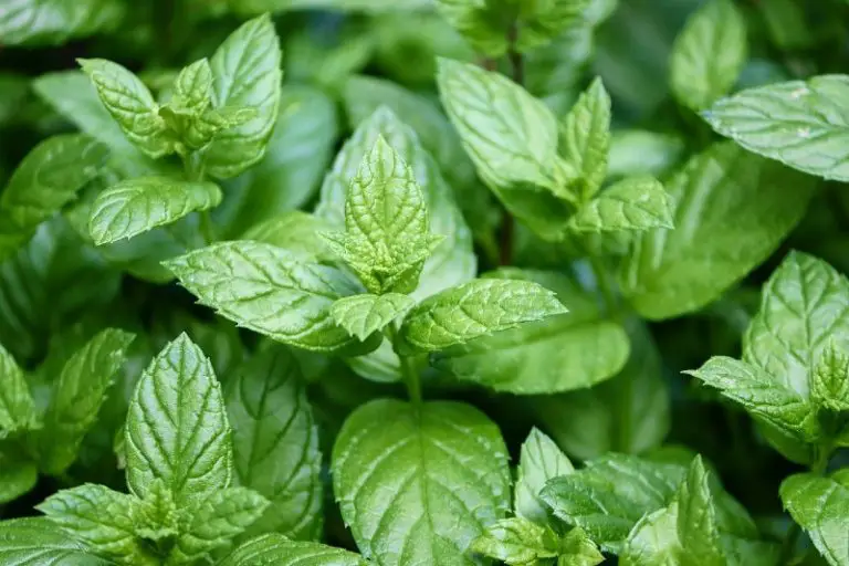 Mint vs Peppermint: What’s The Difference and Why Does It Matter