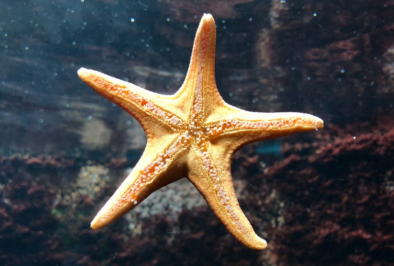 Starfish Taste