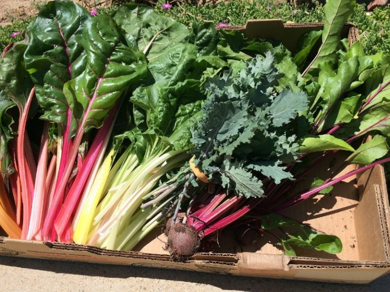 Cooking Hacks: Easy and Delicious Substitutes for Swiss Chard!